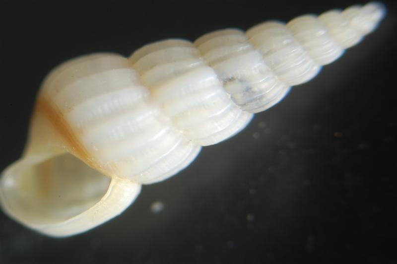 Turbonilla multilirata ??